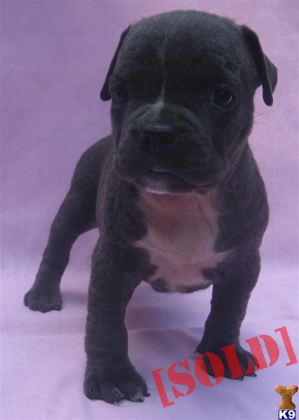 Purple Ribbon UKC / ADBA Registered Razors Edge/Remi Blue Pitbull Puppy-Girl 3